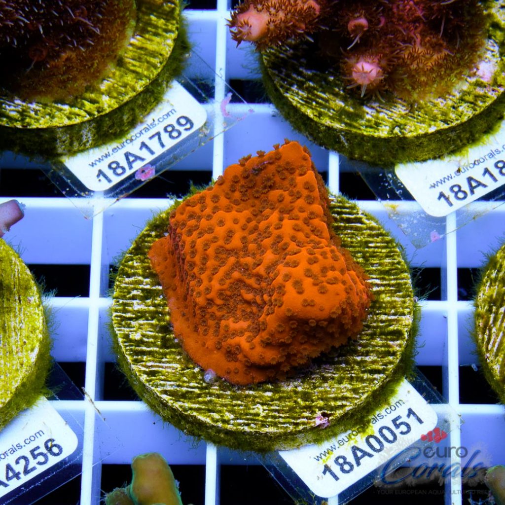EC Orange Encrusted Monti
