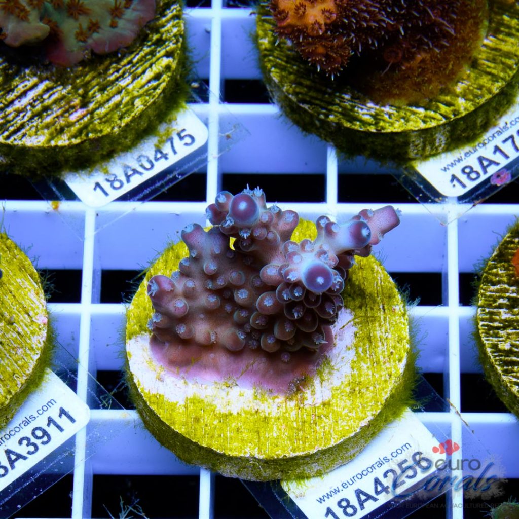 EC Snowflake Pearlberry Acro
