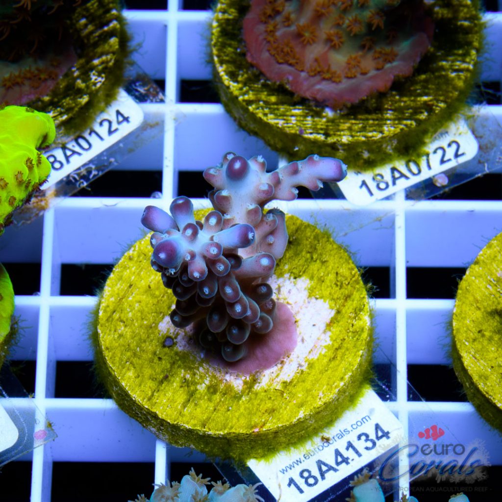 EC Snowflake Pearlberry Acro