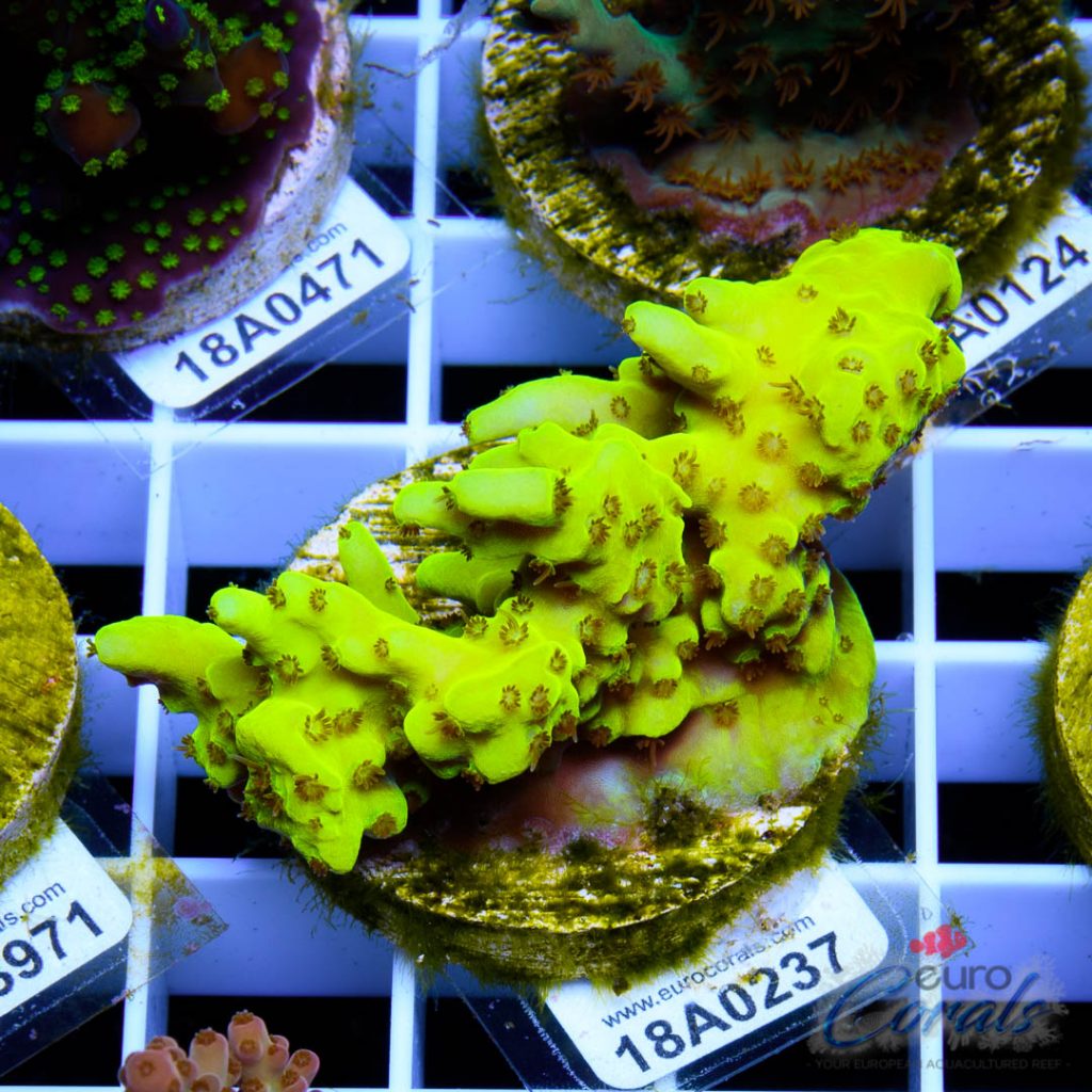 EC Yellow Pikachu Acro