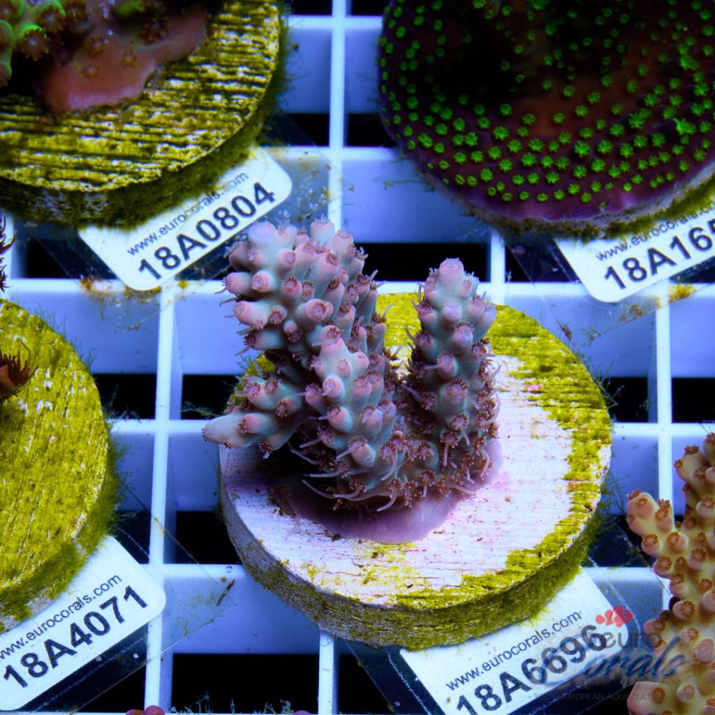 EC Rainbow Delight RARE