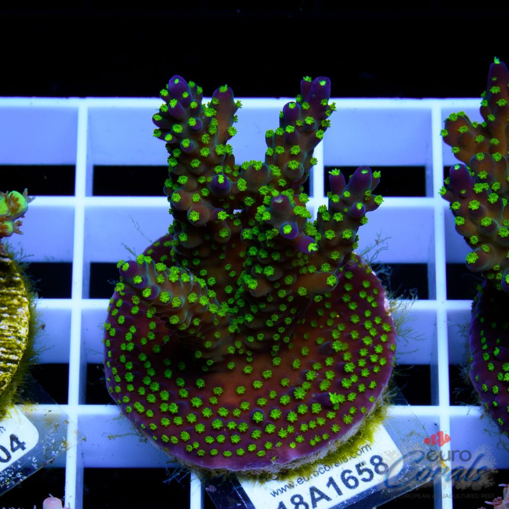 EC Garf Bonsai Acro