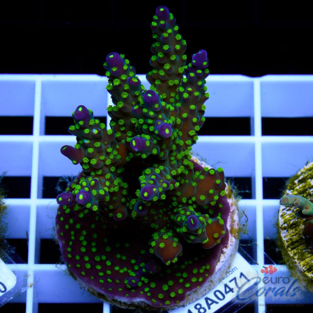 EC Garf Bonsai Acro