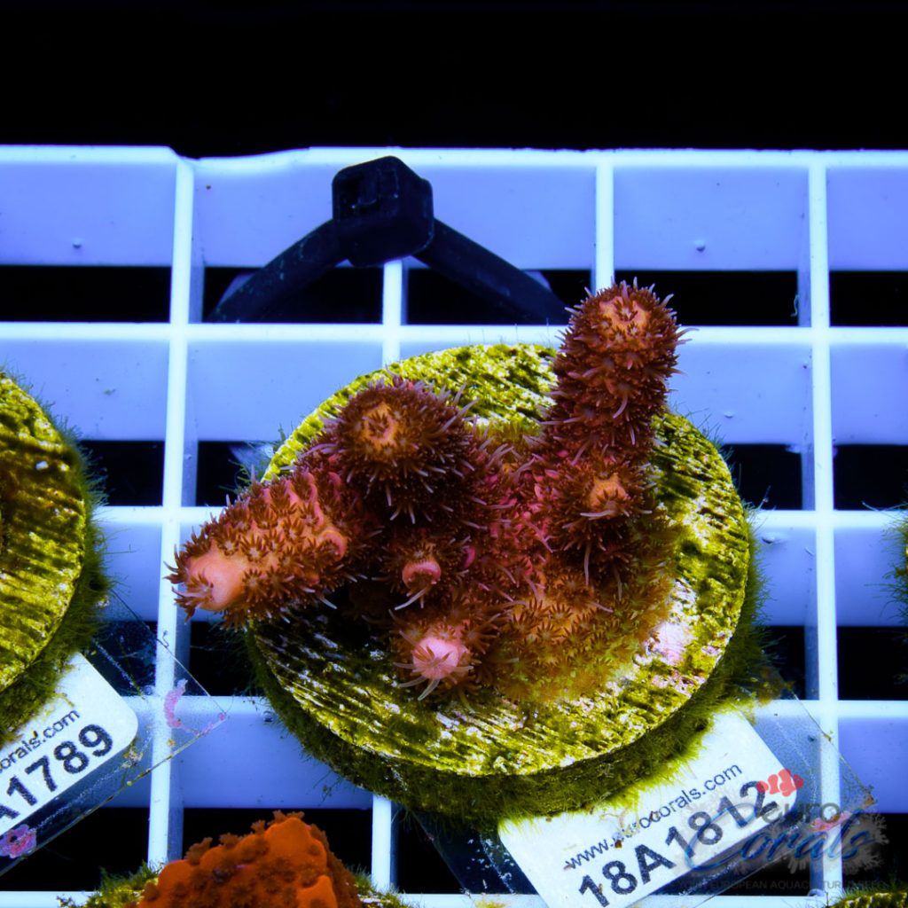 EC Pink Lemon Head Mille