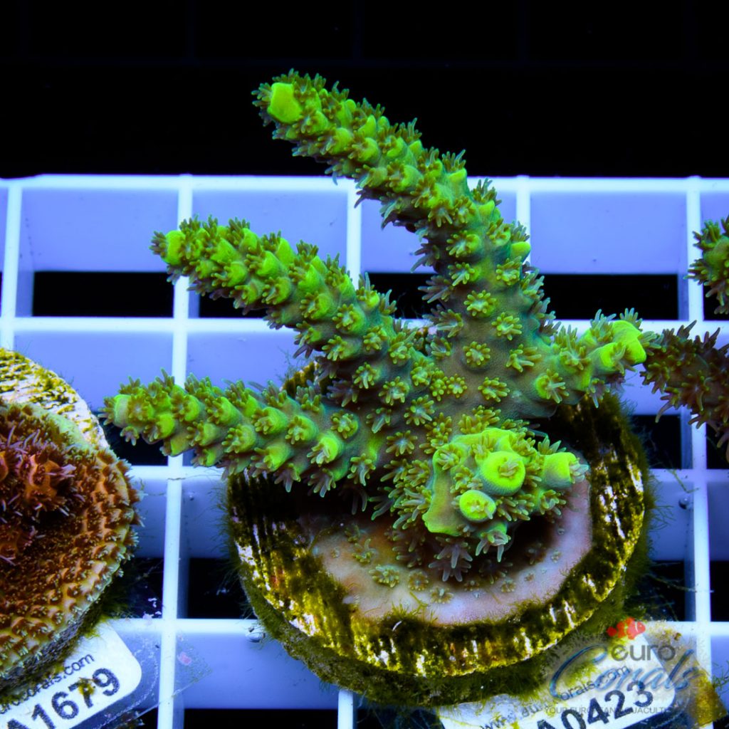 EC Green Trident Acro
