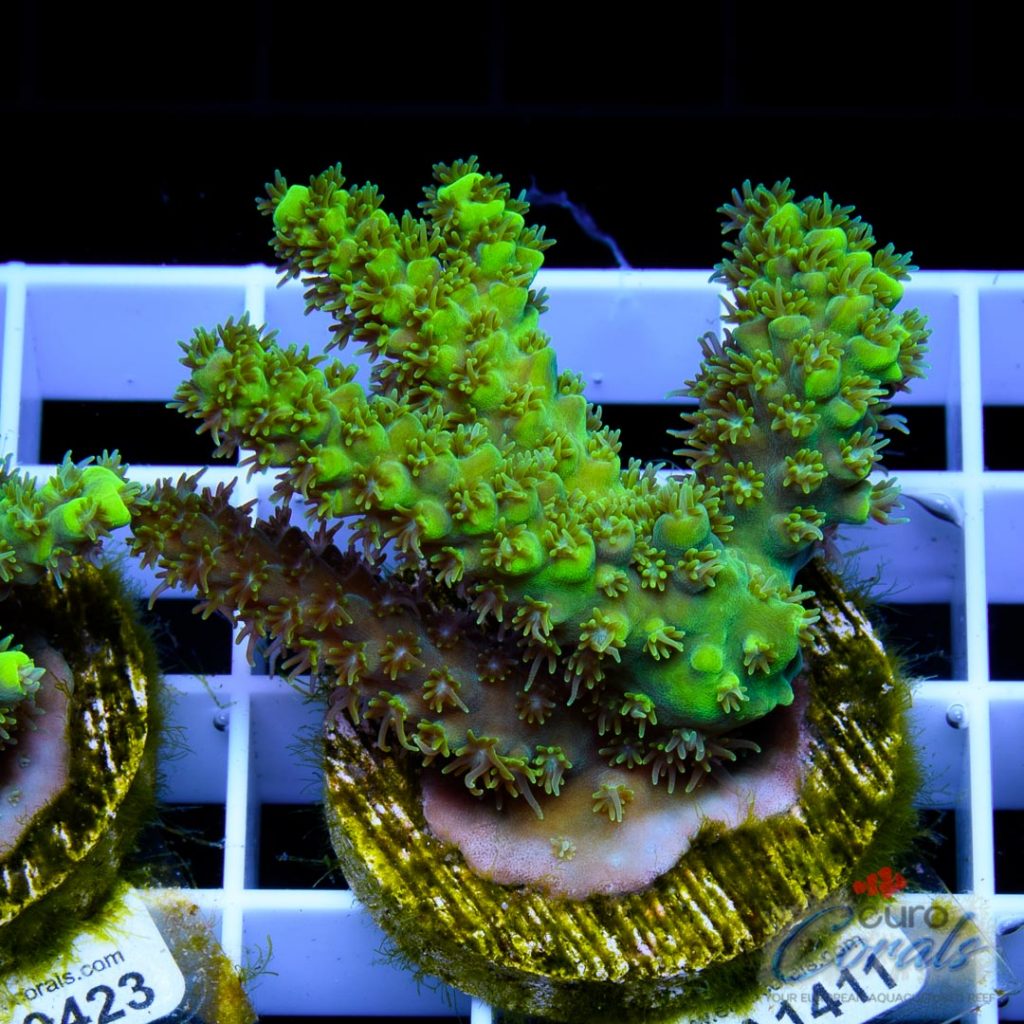 EC Green Trident Acro