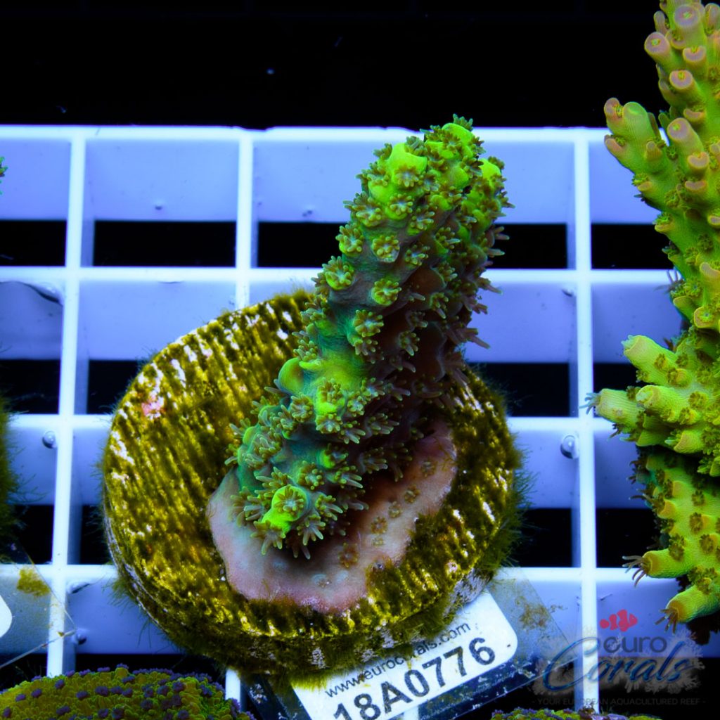 EC Green Trident Acro