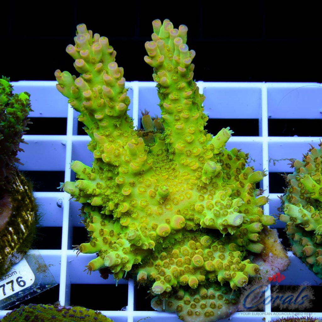 EC Heart Of The Sea Acro