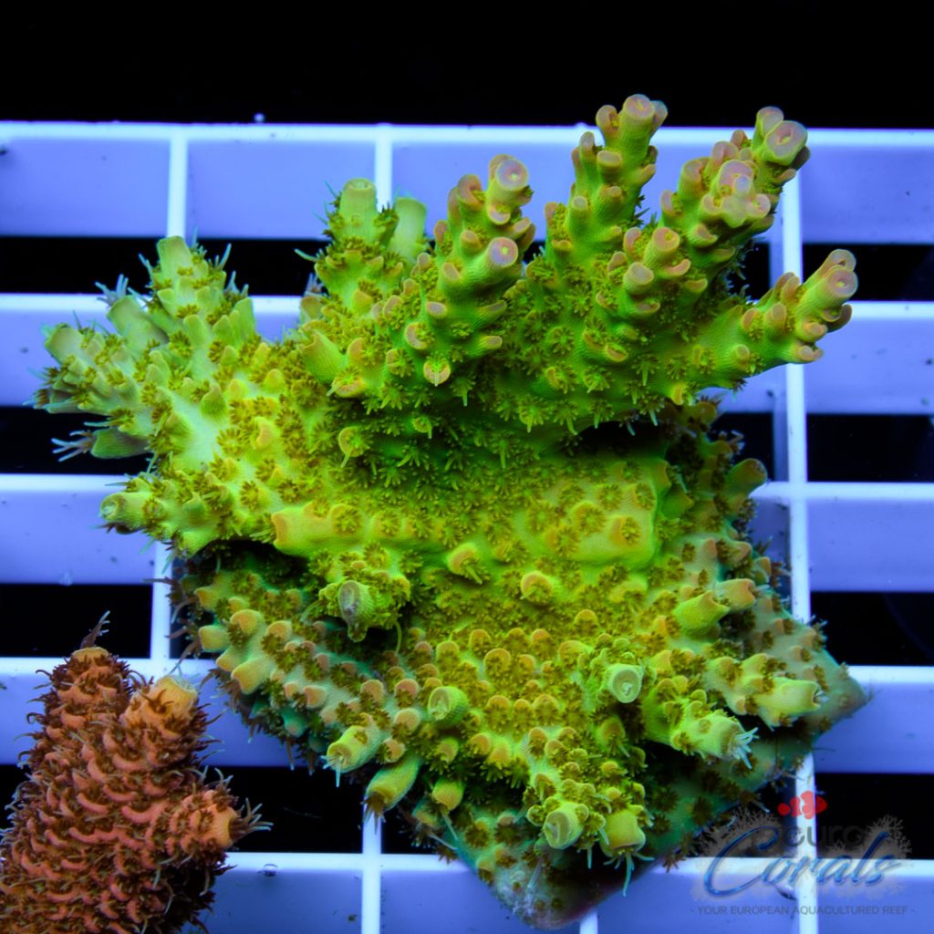 EC Heart Of The Sea Acro CHAT