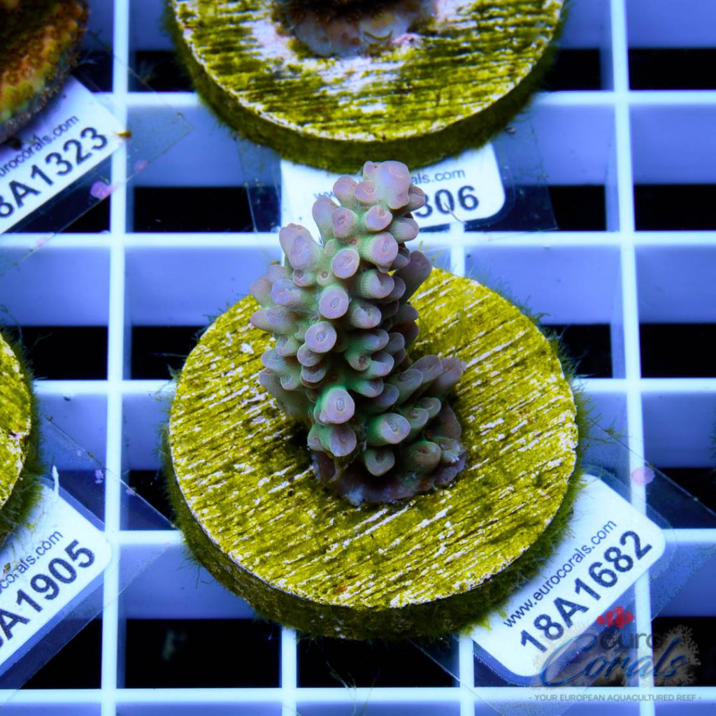 EC Nukeberry Acro