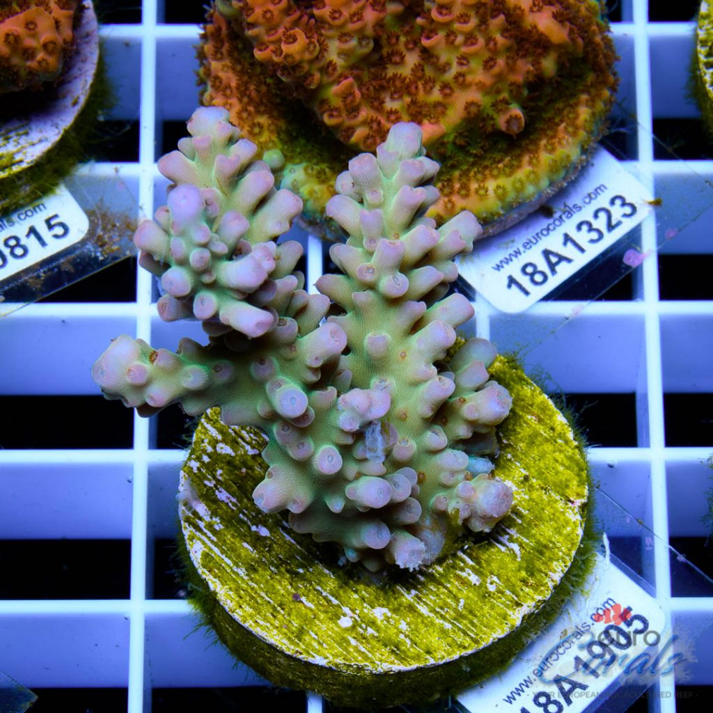 EC Nukeberry Acro