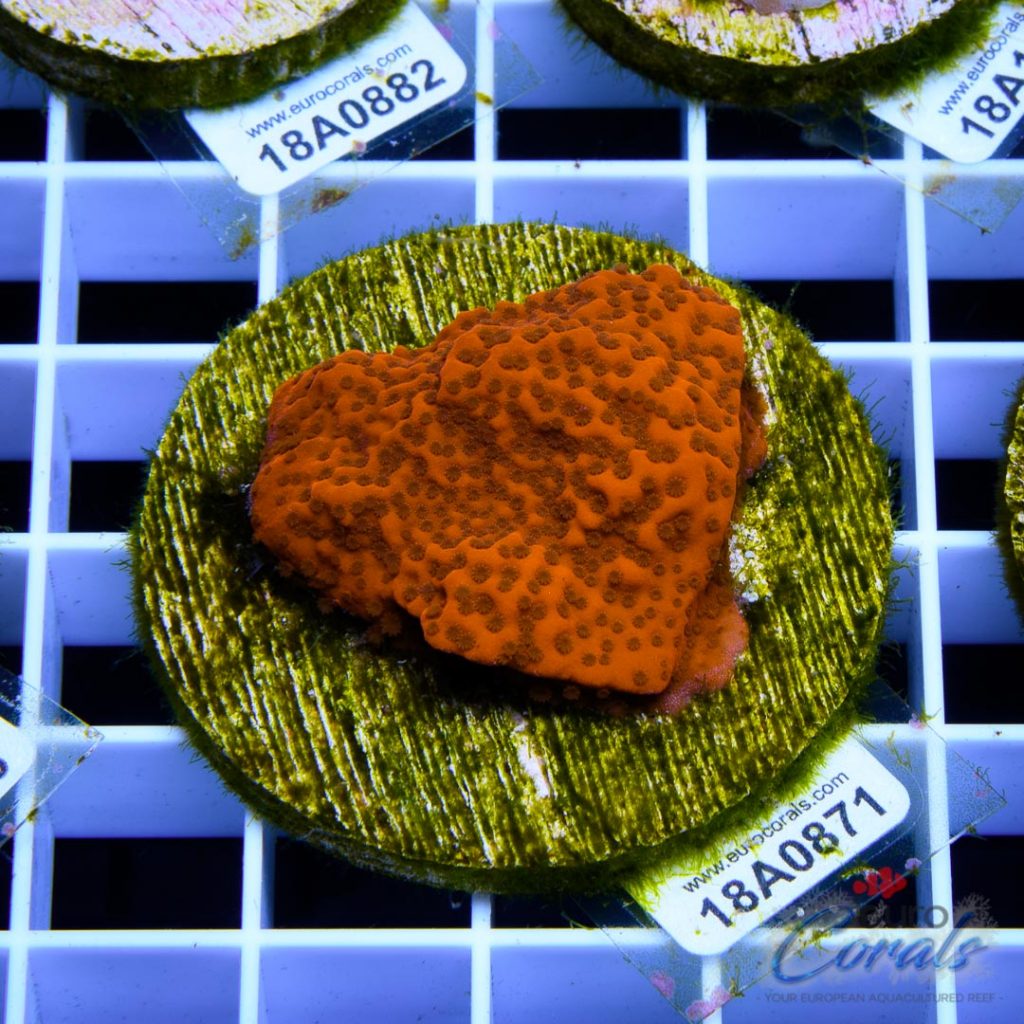 EC Orange Encrusted Monti