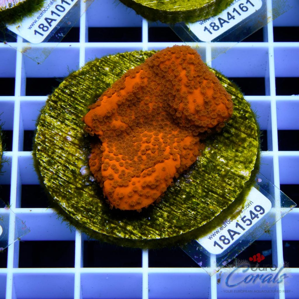 EC Orange Encrusted Monti