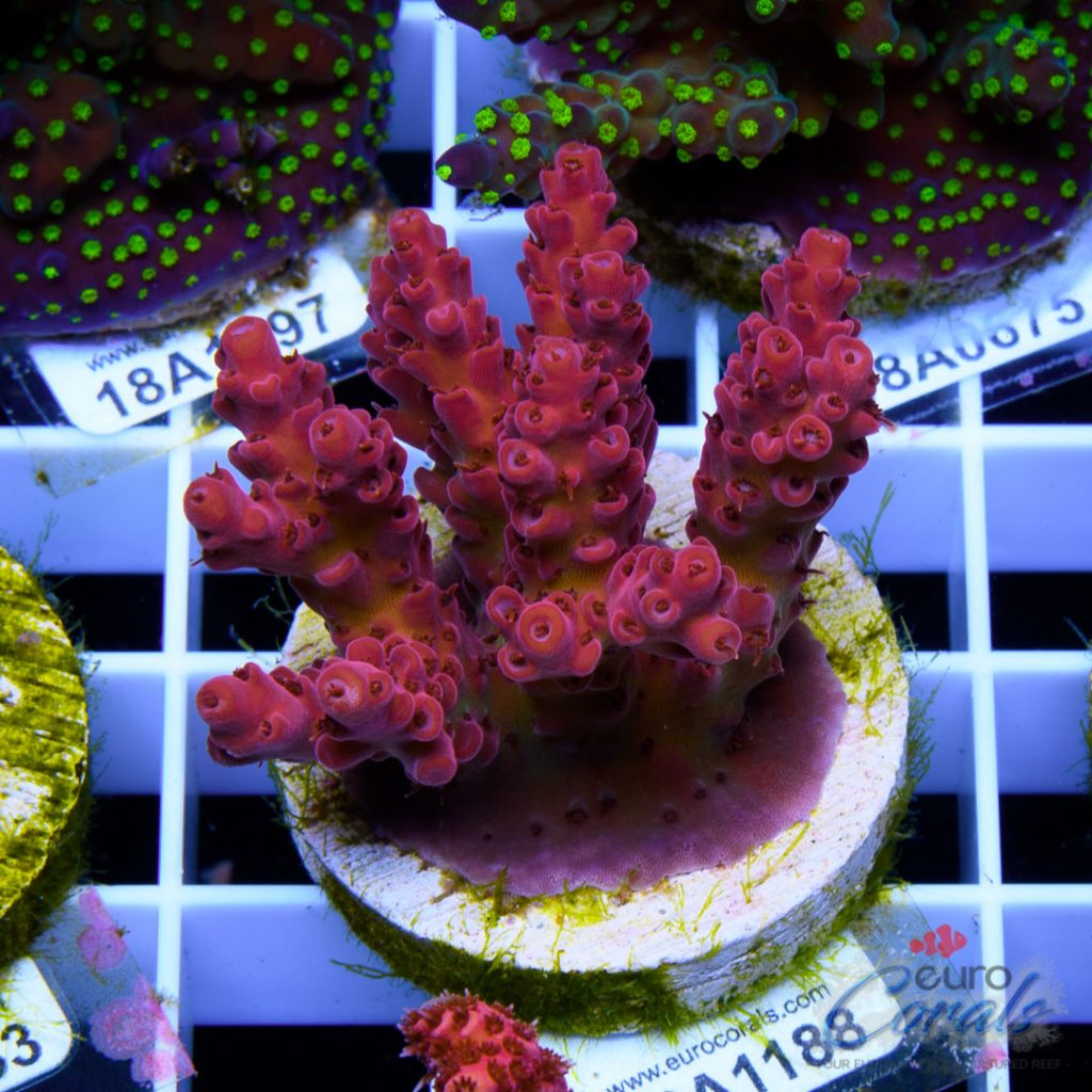 EC 500 Degree Red Acro
