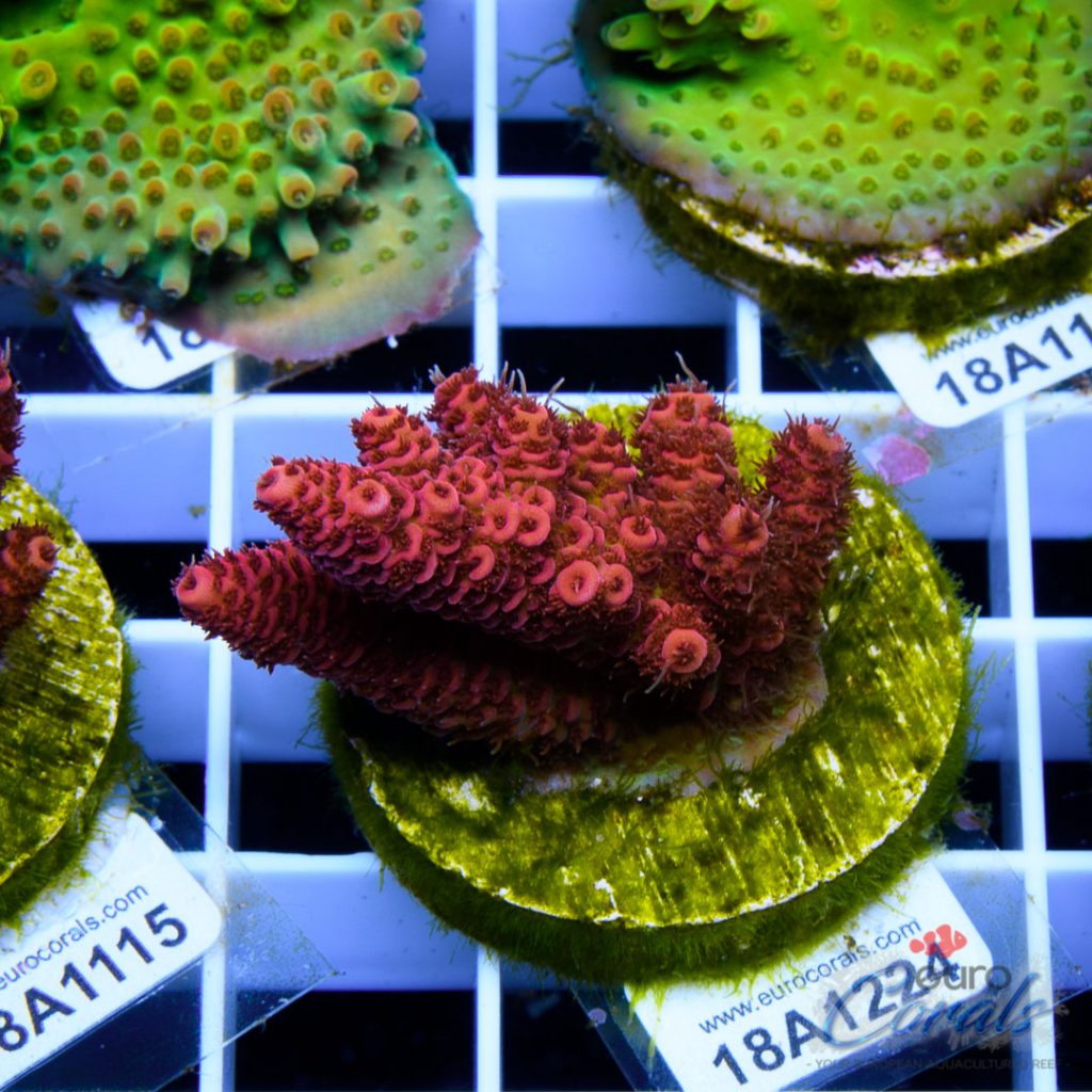 EC Blood Red Mille