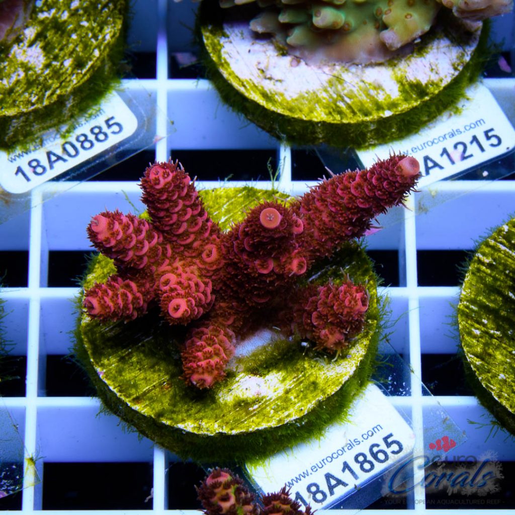 EC Blood Red Mille