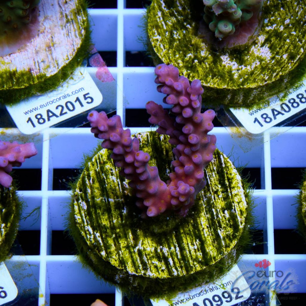 EC Rainbow Flamingo Yellow Polyps