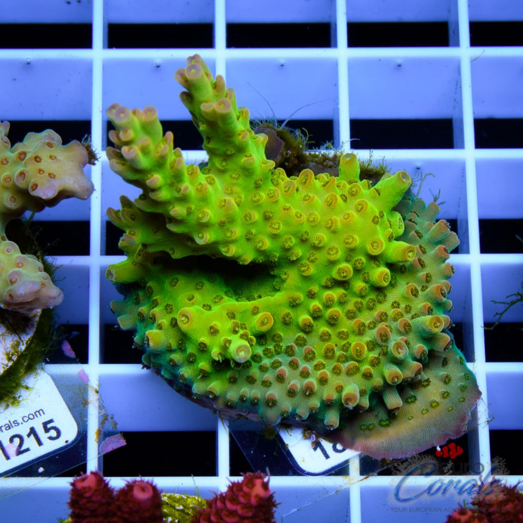 EC Heart Of The Sea Acro