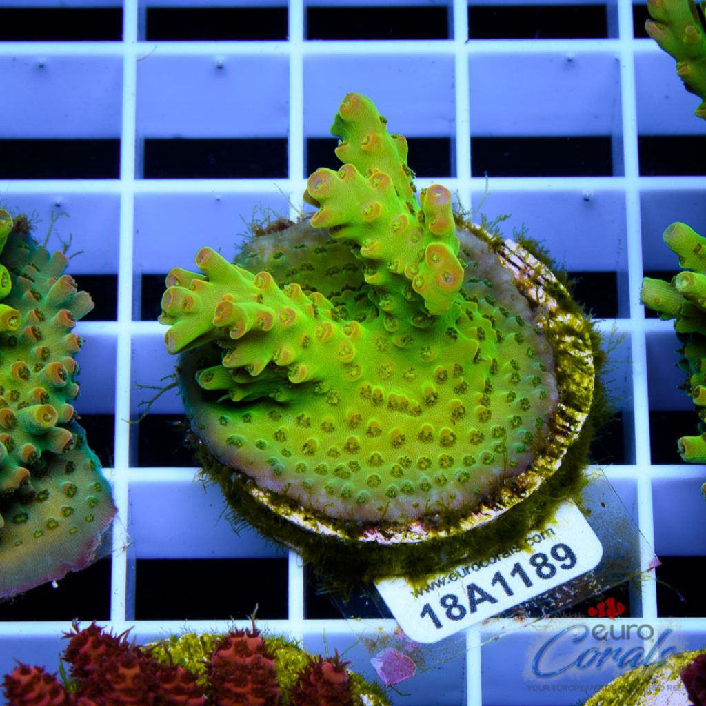 EC Heart Of The Sea Acro