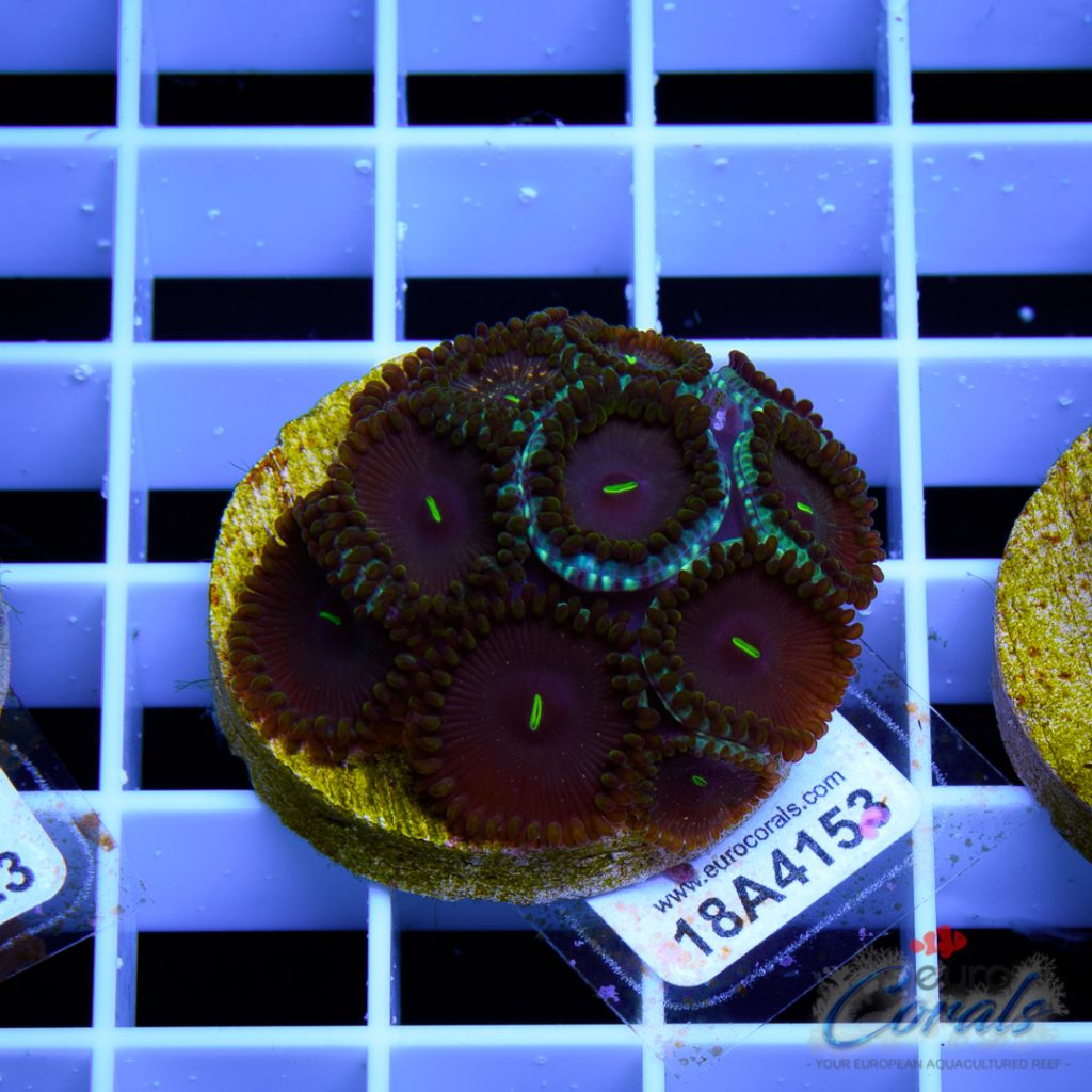 EC Galaxy Monster