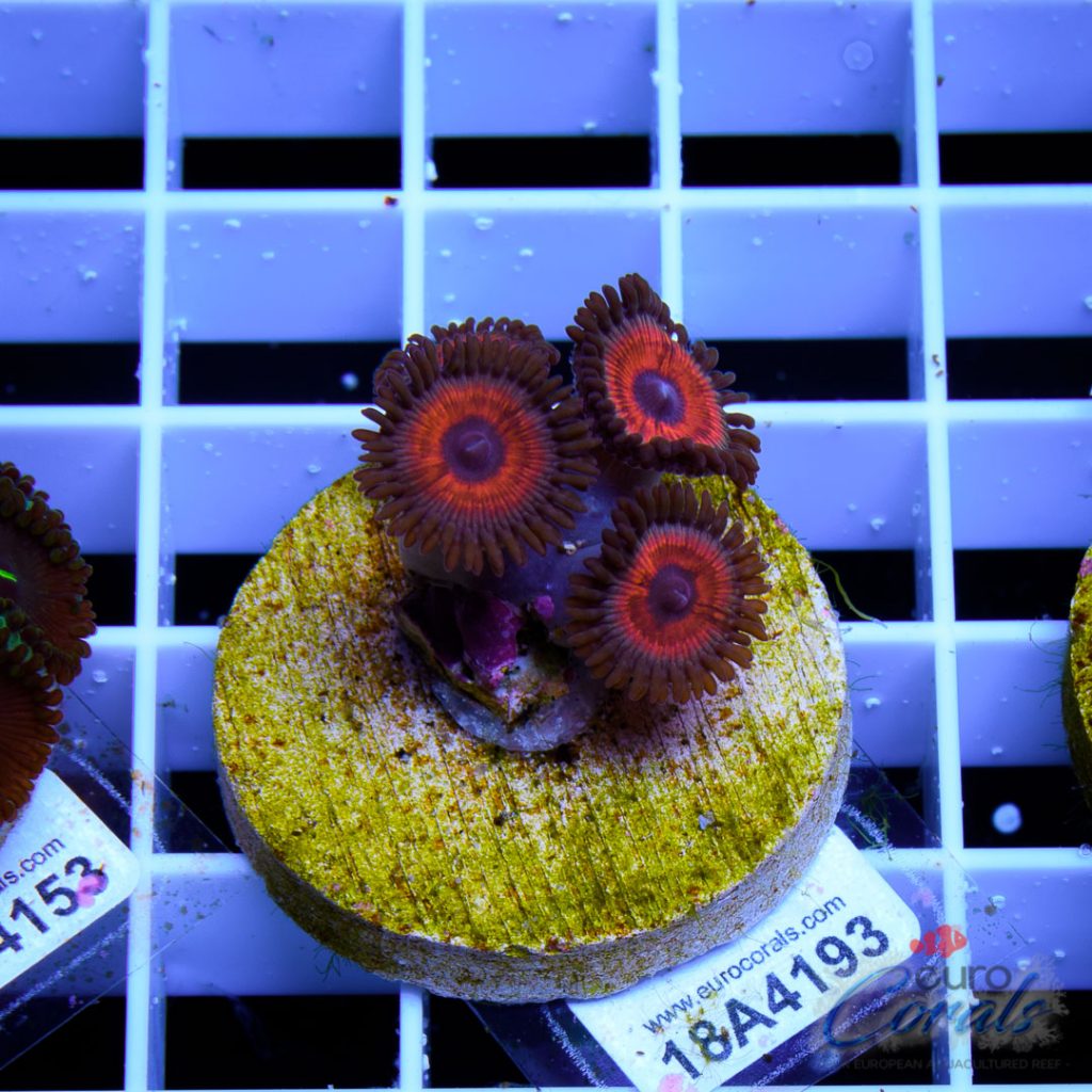 EC Orange Zoa