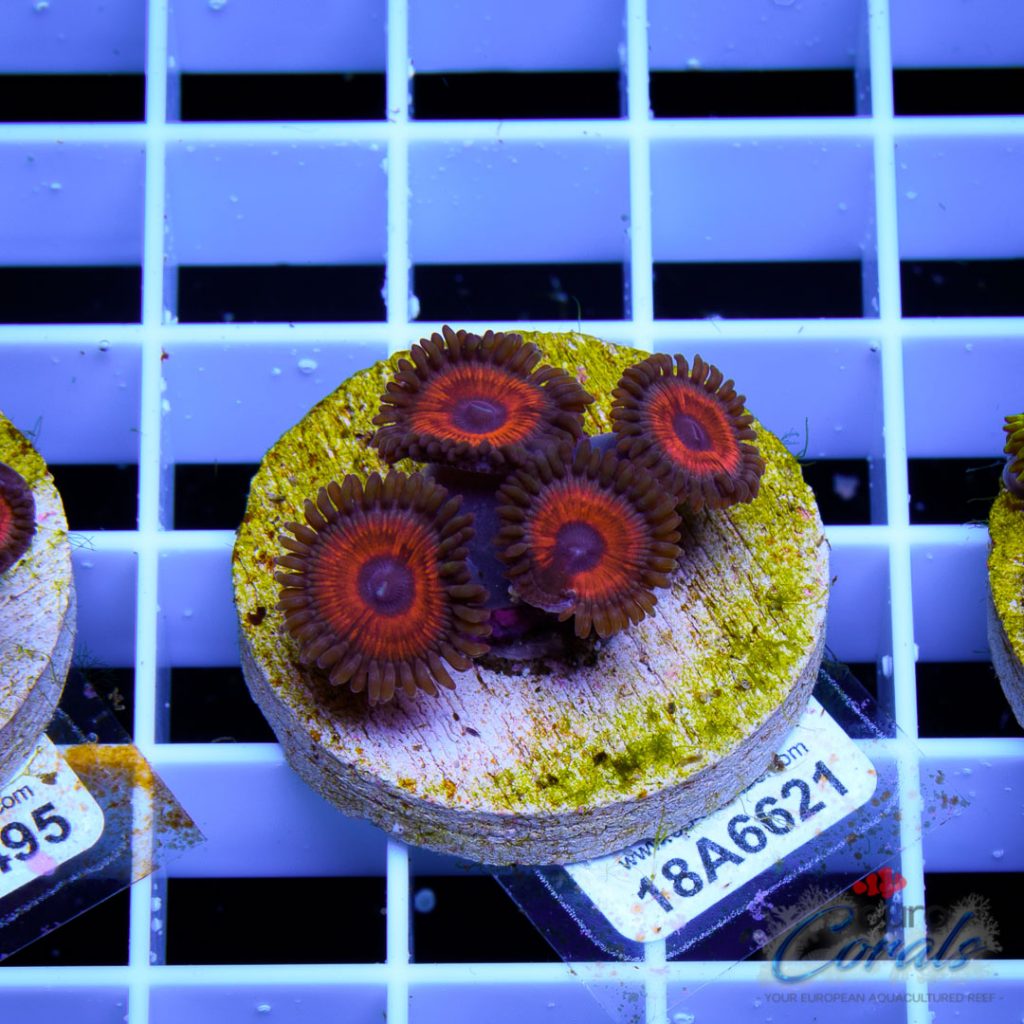 EC Orange Zoa