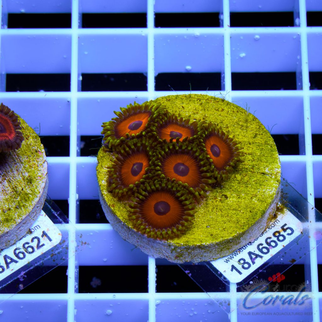 EC Eagle Eyes Zoa