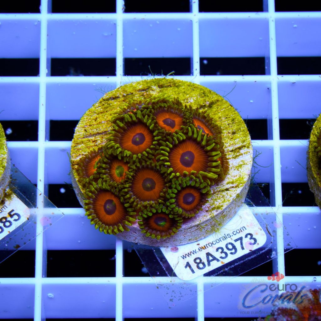 EC Eagle Eyes Zoa