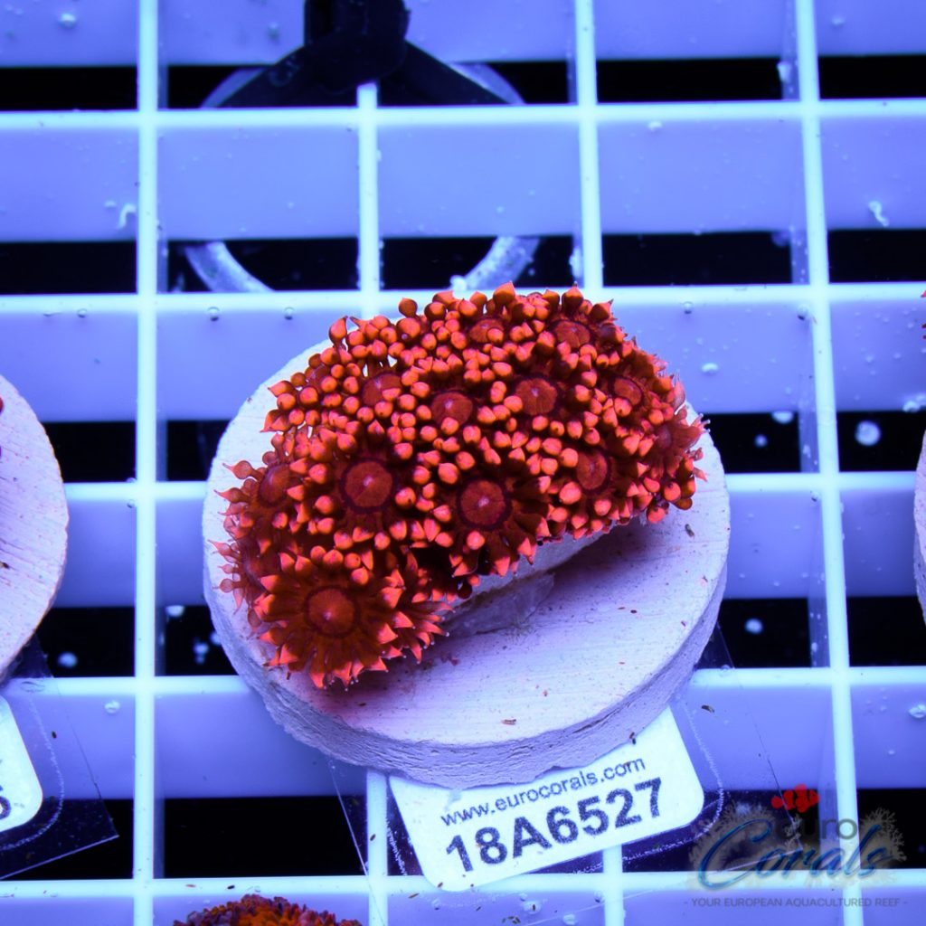 EC Goniopora Jewel Long Polyp