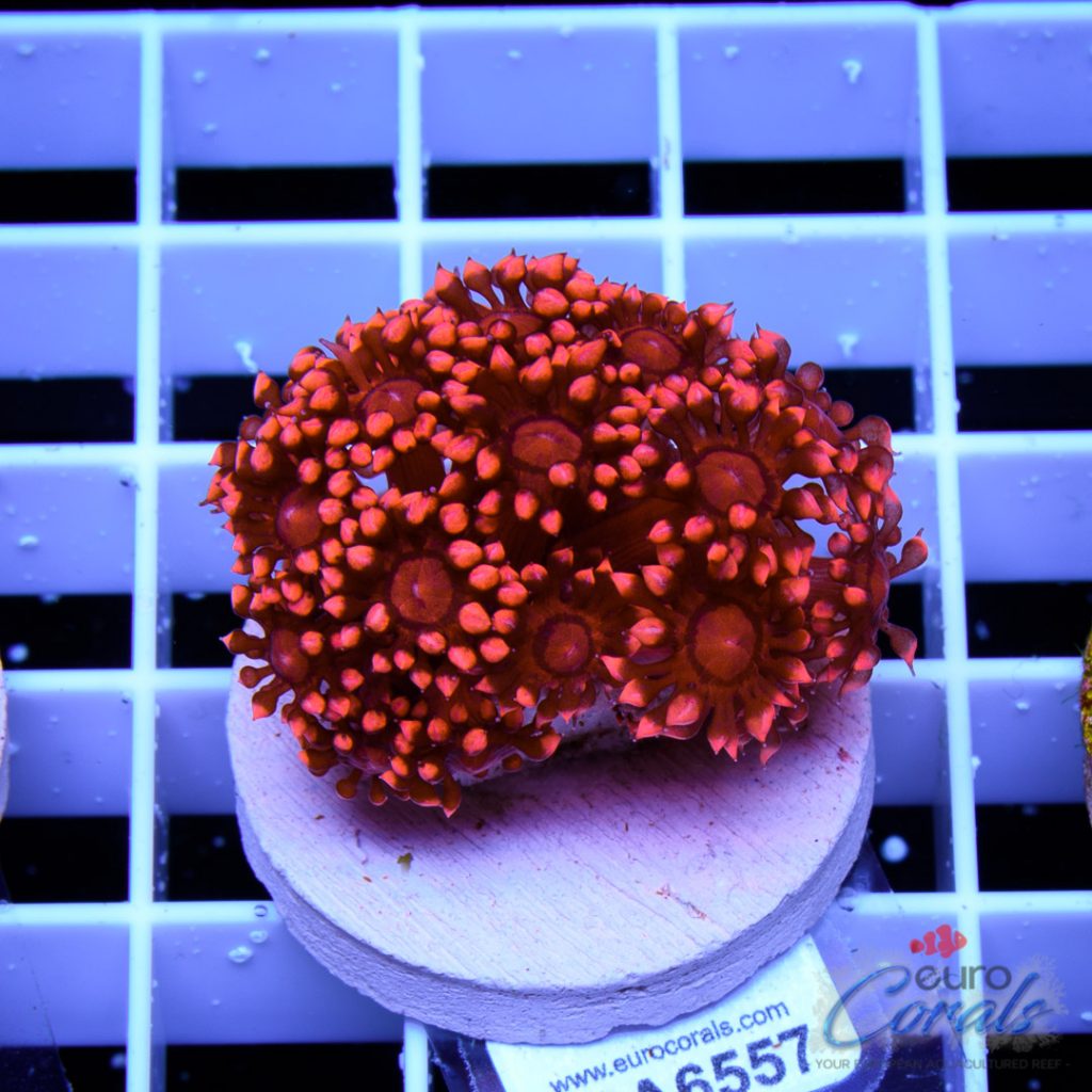 EC Goniopora Jewel Long Polyp