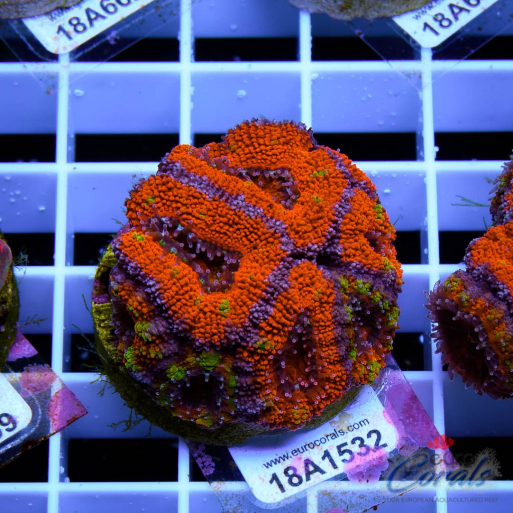 EC Double Rainbow Acan