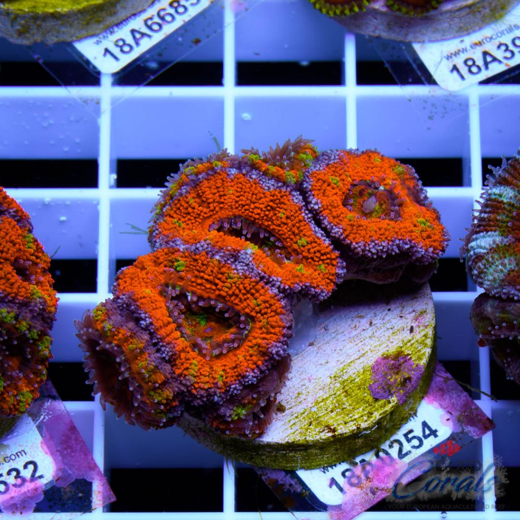 EC Double Rainbow Acan