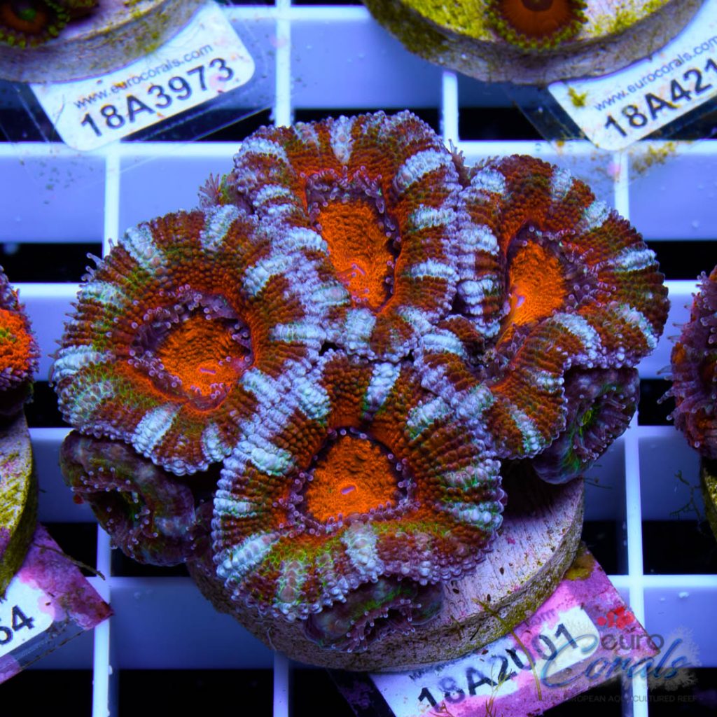 EC Over the Rainbow Acan