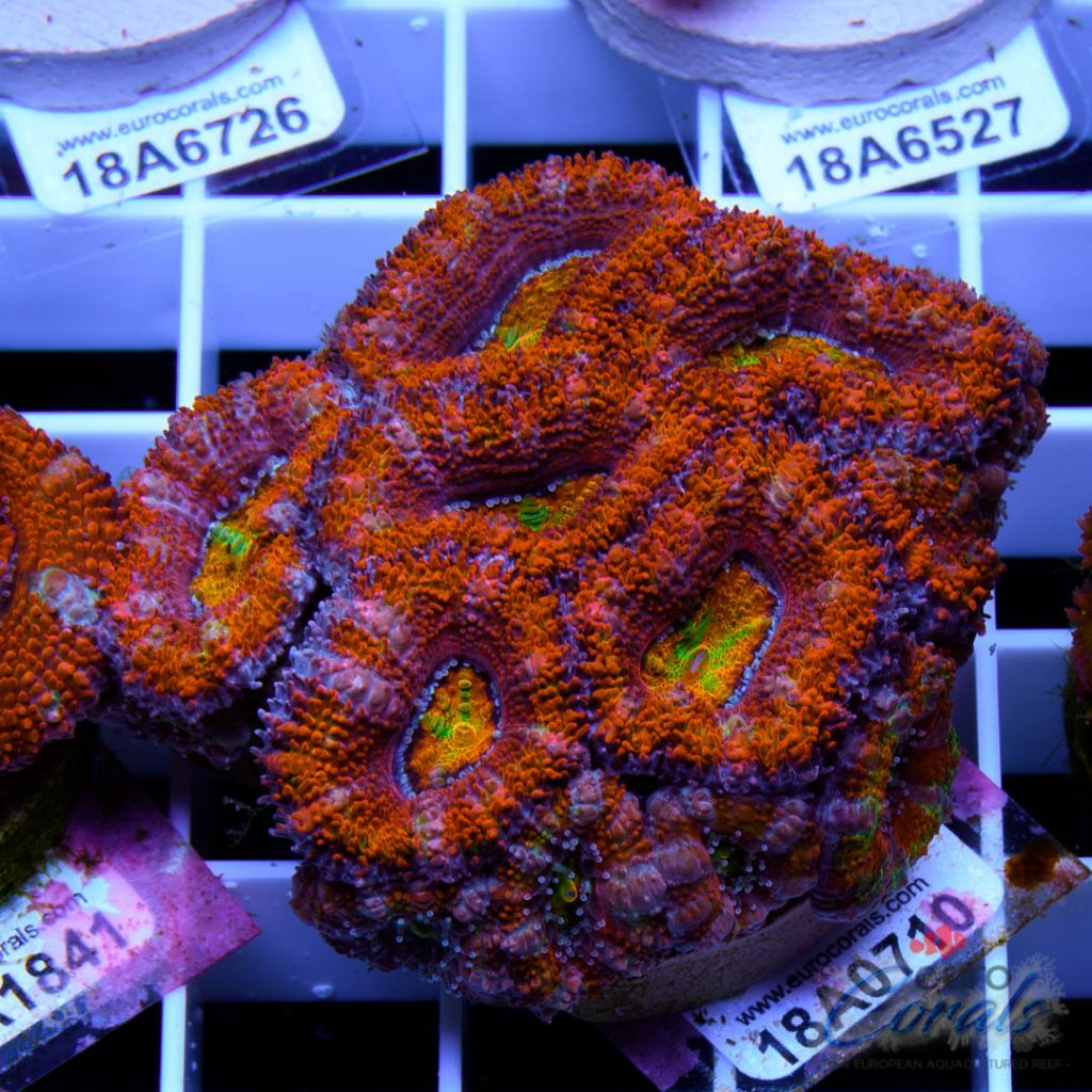 EC Rainbow Kaleidoscope Aussie Lord