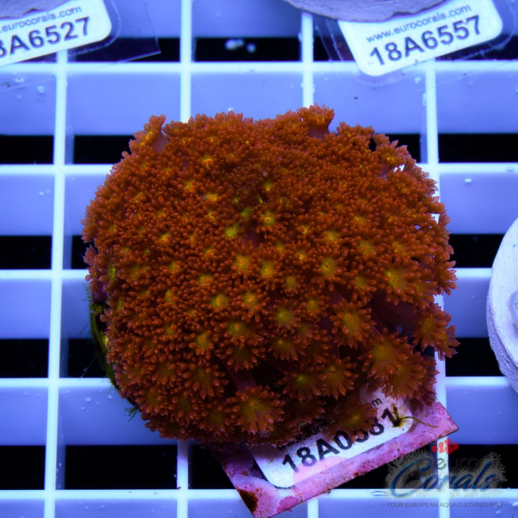 EC Fruity Goniopora
