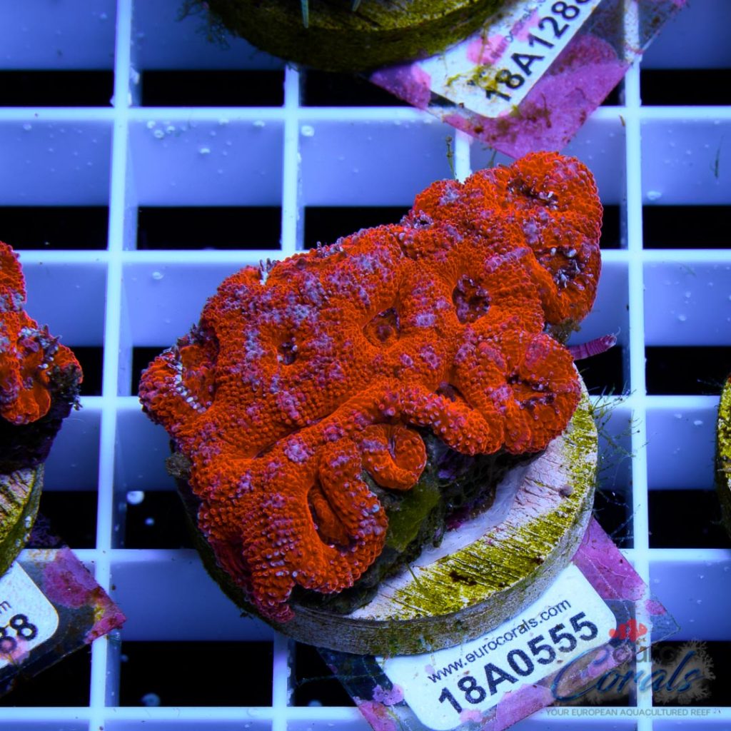 EC Super Red Grafted Micromussa