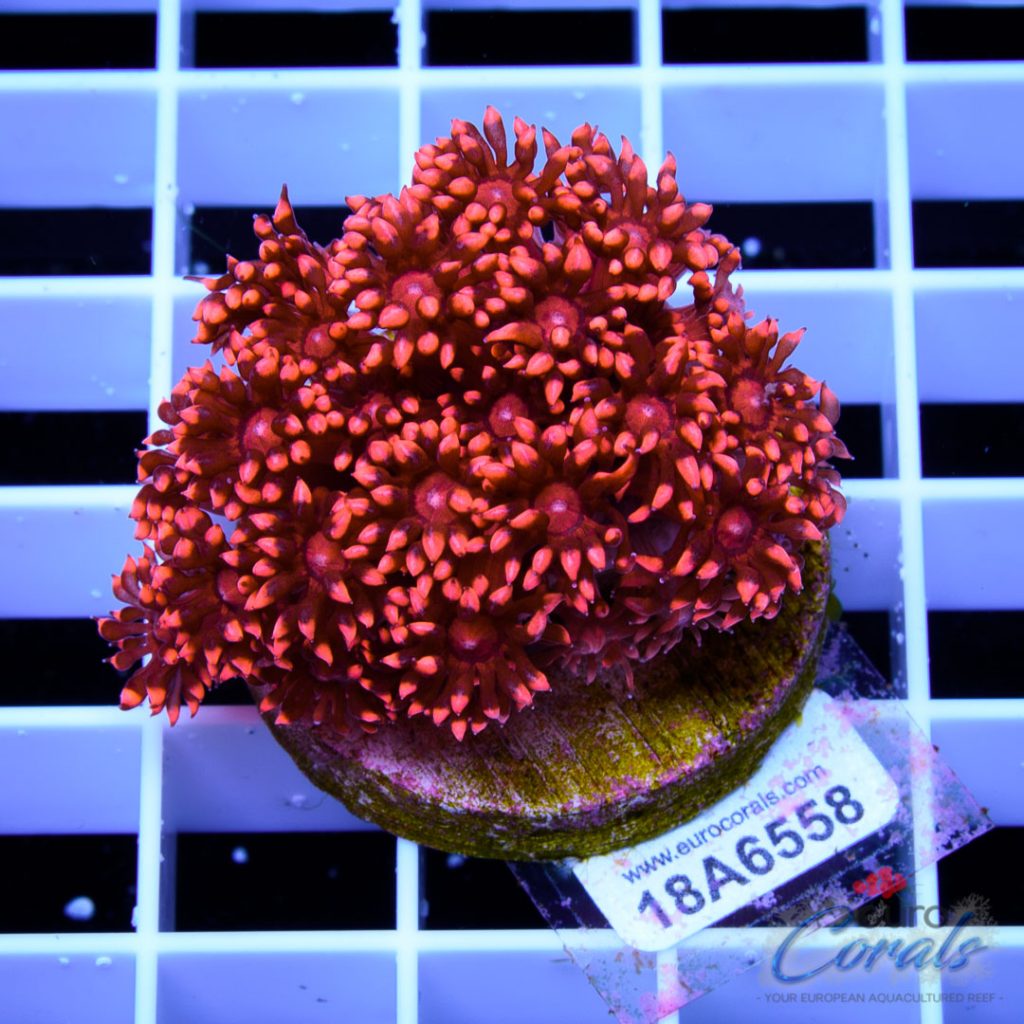 EC Goniopora Jewel Long Polyp
