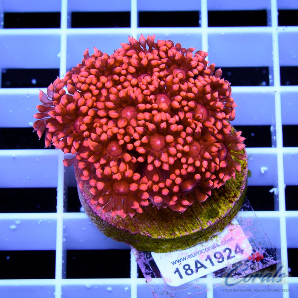 EC Goniopora Jewel Long Polyp