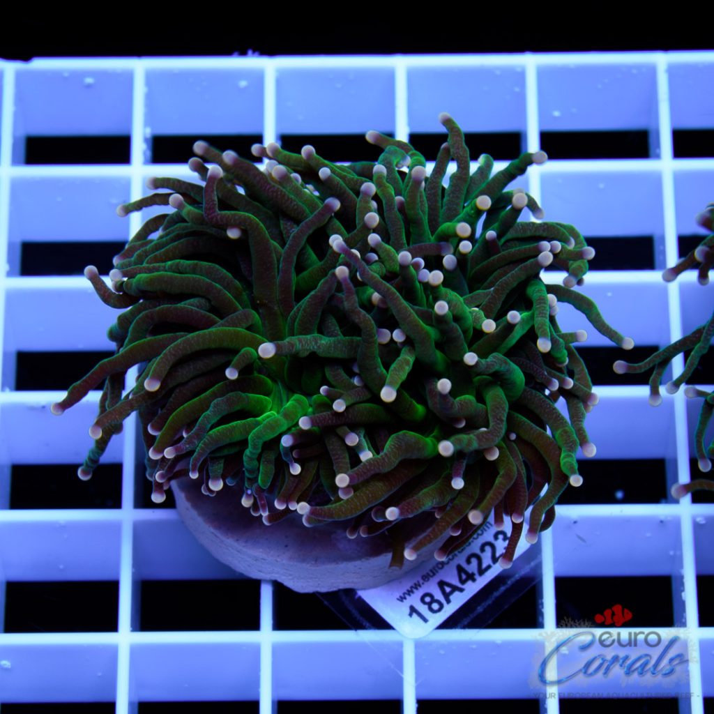 EC Black/Green Torch