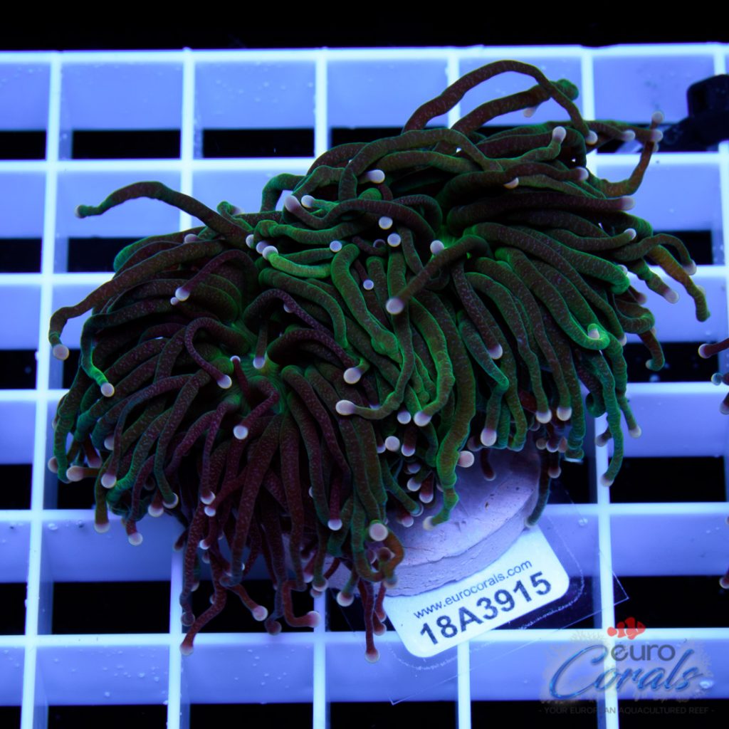 EC Black/Green Torch