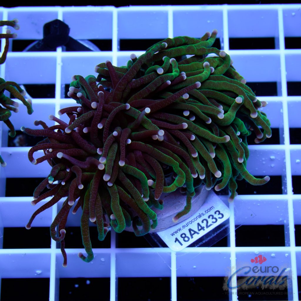 EC Black/Green Torch