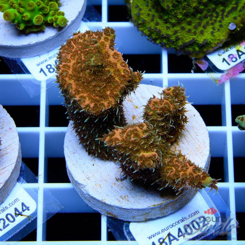 EC Barsoom Acro LIMITED