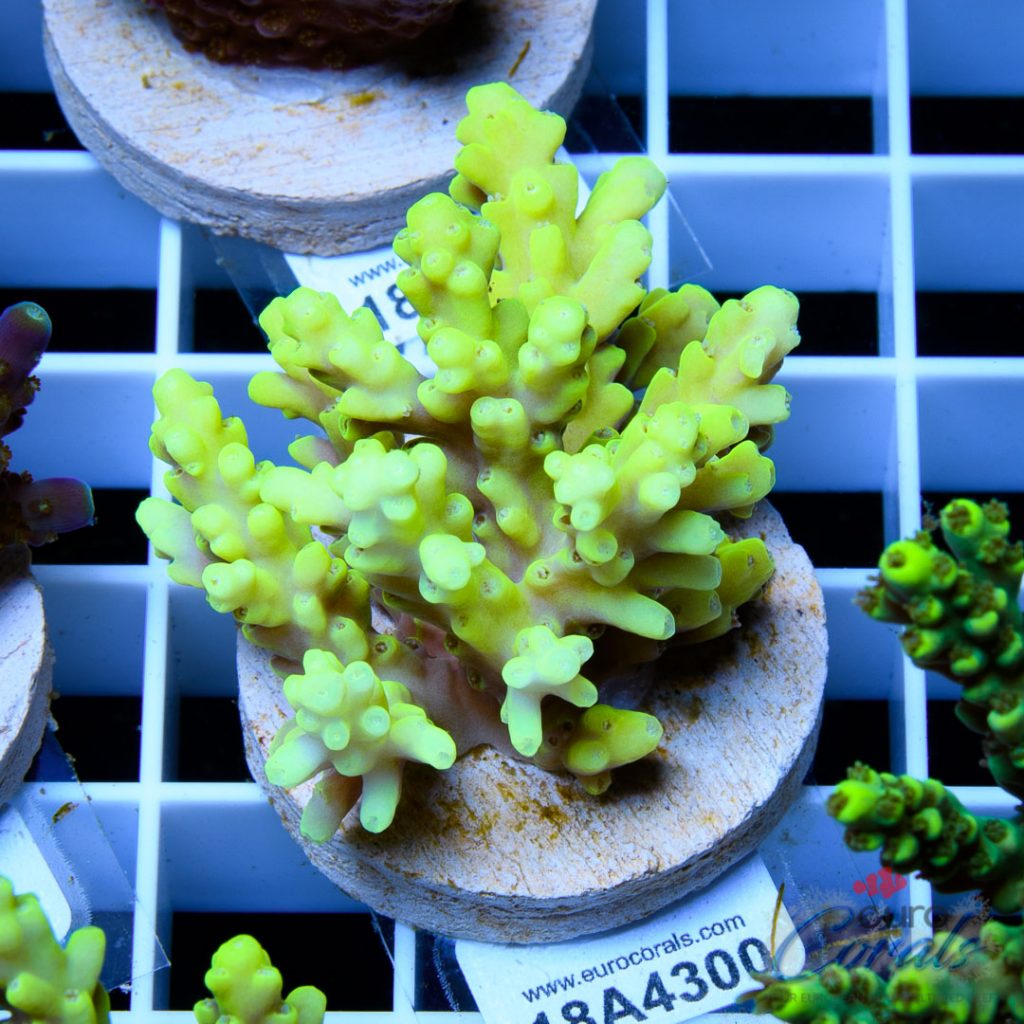 EC Yellow Tweety Acro