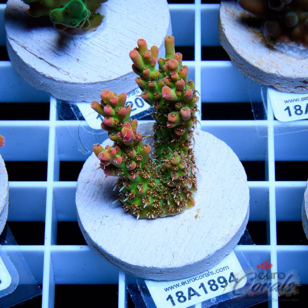 EC Bonsai Hyperberry RARE