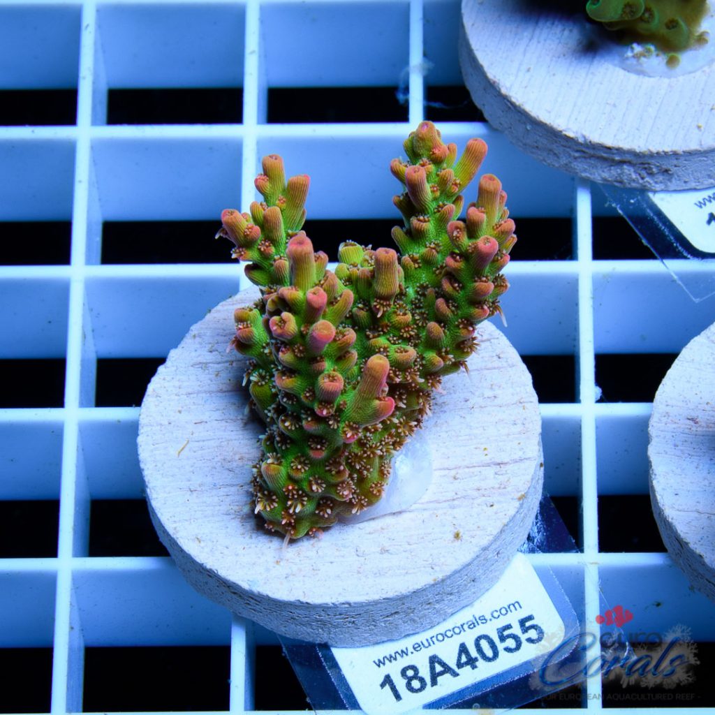 EC Bonsai Hyperberry RARE