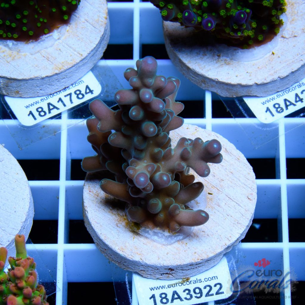 EC Snowflake Pearlberry Acro