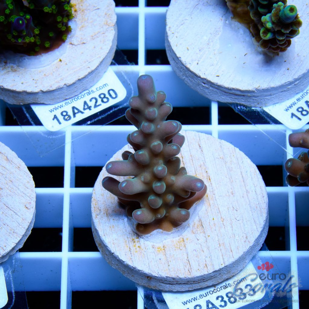 EC Snowflake Pearlberry Acro