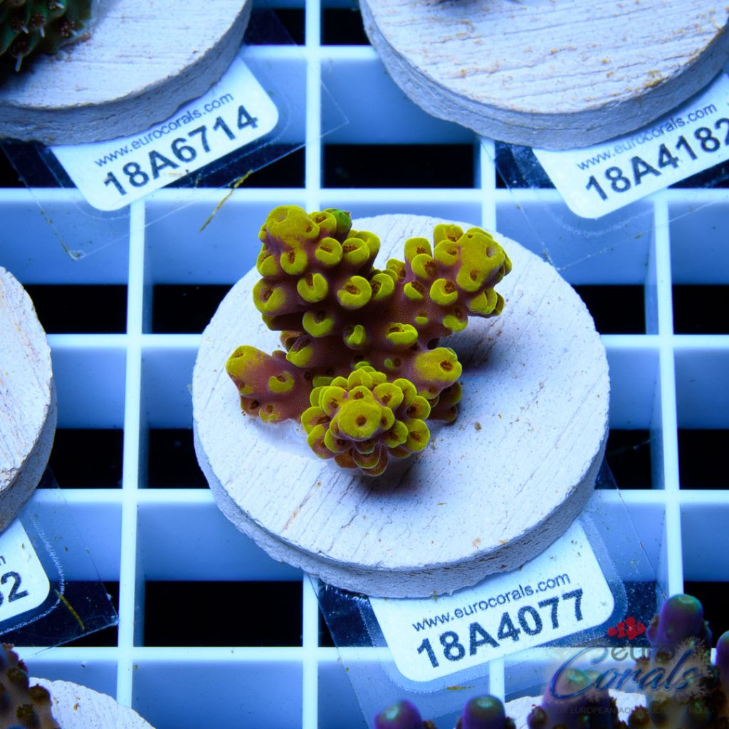 EC Pink Floyd Red Polyp Acro