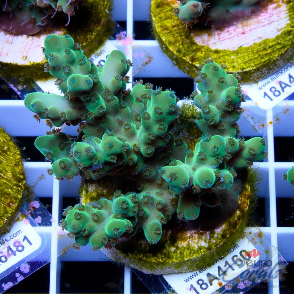 EC Green Mamba Acro