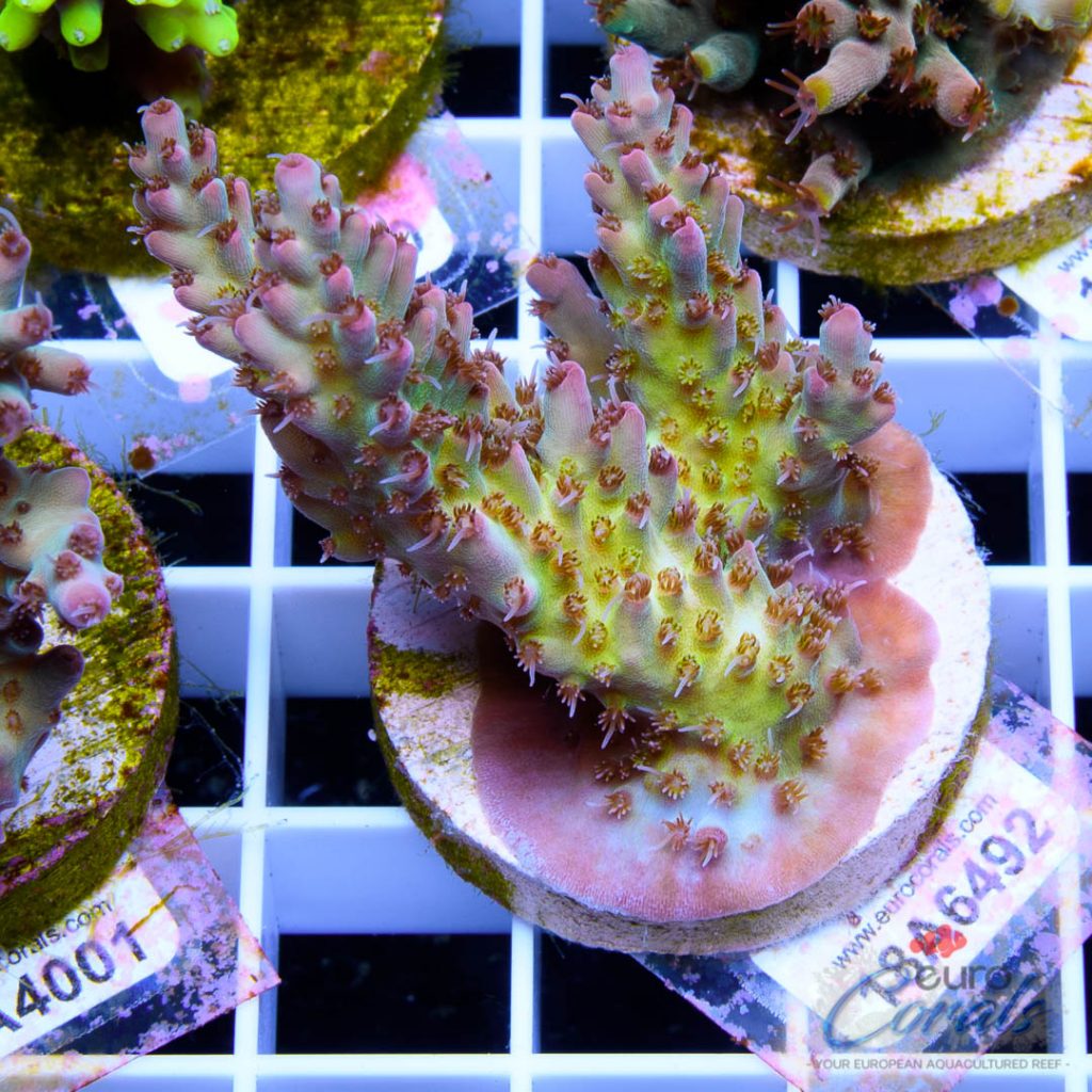 EC Rainbow Shortcake Acro SUPER RARE